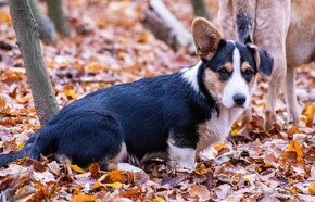 Welsh Corgi Cardigan -  k odběru - 2