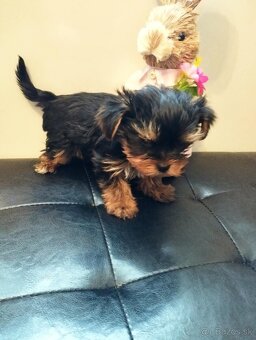 Yorkshire terrier, yorkshirsky terier, york - 2