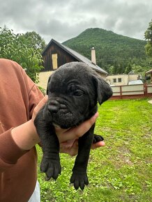 Predám šteniatka psíkov CANE CORSO - 2