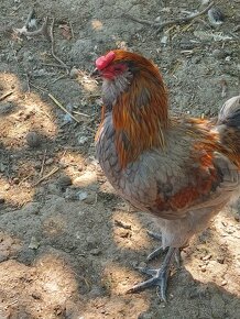 Kohúti marans, ameraucana a mix - 2