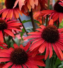 Echinacea červená - 2