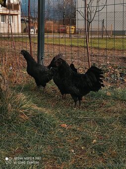 Ayam cemani - 2