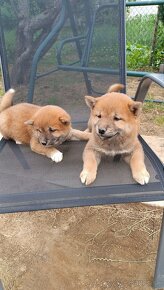 Shiba Inu - 2