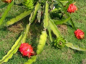 Hylocereus undatus (Pitaya) - semená - 2