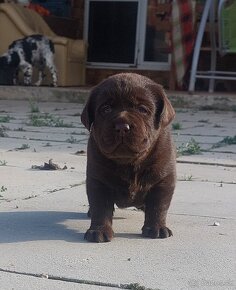 Labrador retriever s PP,Labradorsky retriever - 2