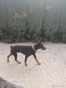 Doberman šteniatka - 2