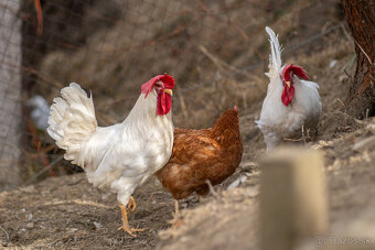 Predám biele kohuty Leghorn - 2