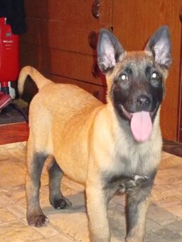 Belgicki ovciak malinois - 2