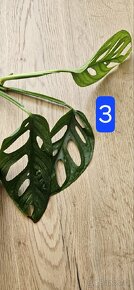 Monstera adansonii Mint - 2