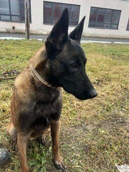 BELGICKÝ  OVČIAK  MALINOIS - 2