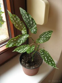 Begónia koralová - Begonia maculata - 2