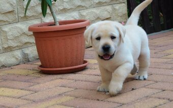 Labrador šteniatka žlté s PP - 2