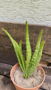 Figa, cernica, aloe vera, nemecke kosatce iris - 2