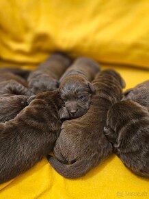 Labrador retriever čokoládové šteniatko s PP - 2