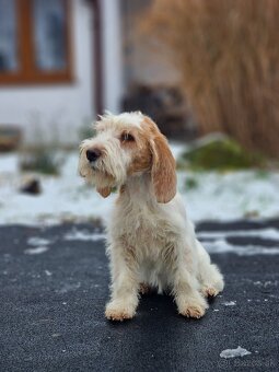 Malý Hrubosrstý Vendeénský Basset s PP - 2