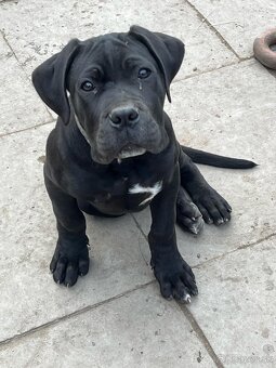 NAPREDAJ CANE CORSO S PP - 2