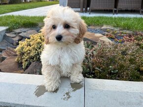 Maltipoo - šteniatko, predbežne rezervácia - 2