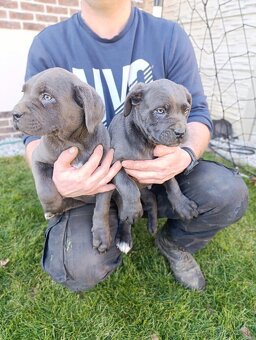 Cane corso modré šteniatka - 2