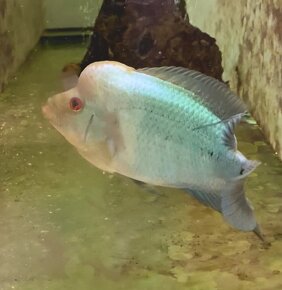 Flowerhorn Thai Silk - 2