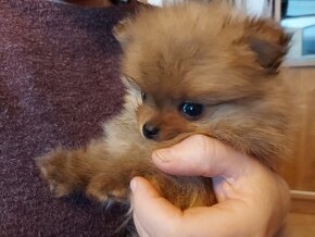 Špic, nemecký špic , oranžový špic, pomeranian - 2