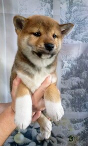 Shiba Inu s PP FCI - 2