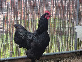 Australorpka araucana plymutka - 2