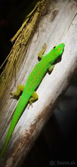 Phelsuma astriata, astriata - 2