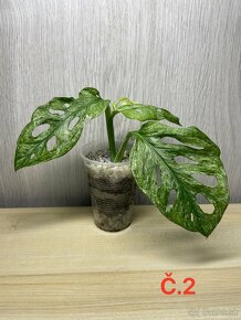 Monstera adansonii mint - 2