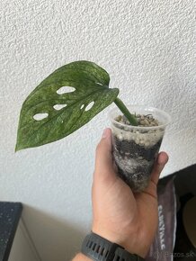 Monstera adansonii mint - 2