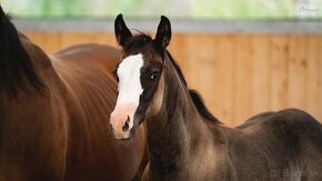 Letošní American Quarter Horse black klisna, vnučka Gunnera - 2