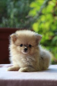 Pomeranian - 2