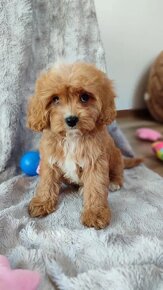 Cavapoo kavapoo - 2