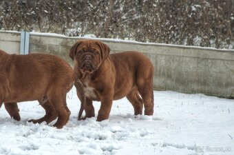 Bordeauxská doga, Dogue de Bordeaux, Bordo doga - 2