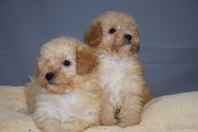 Maltipoo - 2