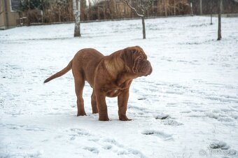 Dogue de Bordeaux, Bordeauxská doga, Bordo doga - 2