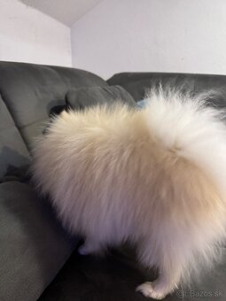 Pomeranian boo mini - 2