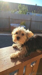 Yorkshire terrier - 2