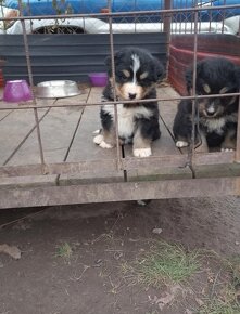 Šteniatka-Križenci Sibirsky husky a Bernsky salašnicky - 2