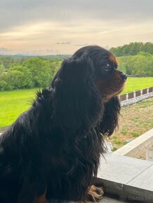 Cavalier king čarles spaniel. - 2