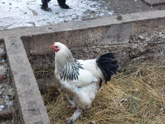 Brahman veľky čierny a columbian - 2