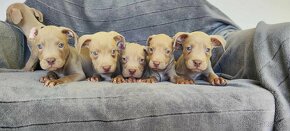 Americký pitbulterier pitbull pit bull silverfawn lilac rar - 2