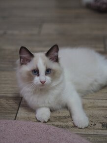 Ragdoll s Preukazom pôvodu - 2