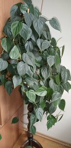 Philodendron - 2