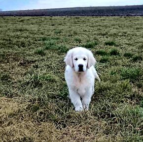 Zlatý Retriever s PP , Golden Retriever s PP - 2