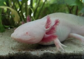 Axolotl - 2