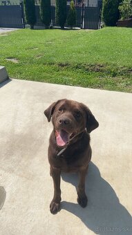 Šteniatko Labrador - 2