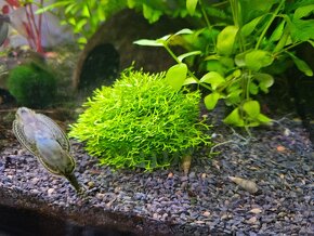 Rastlinne ostrovceky - aquascaping - 2