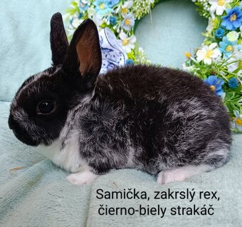 Zakrslý rex s VP - samička strakáč - 2