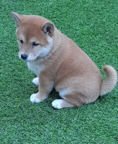 Shiba inu - 2