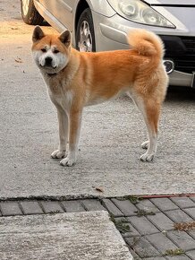 Akita inu - 2